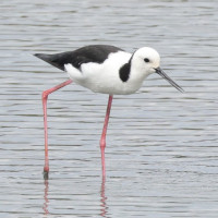 Pied Stilt